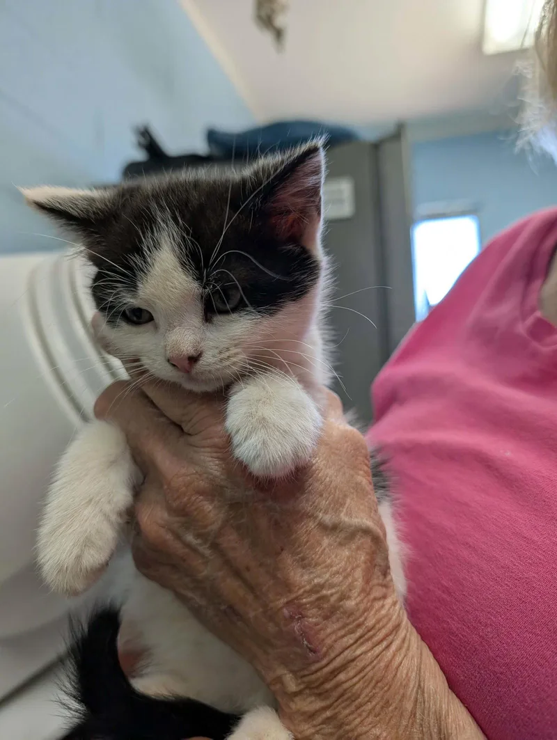 A baby medium-sized female Black & White / Tuxedo Domestic Short Hair cat named Maisy Visit At for adoption in Rustburg, VA