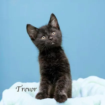 A baby small-sized male Domestic Medium Hair cat named Trevor for adoption in Parma, OH