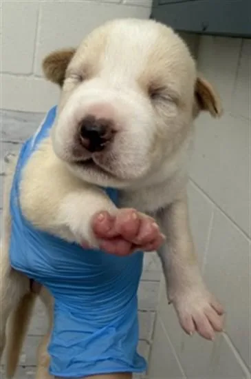 A baby small-sized female Pit Bull Terrier dog named Mars for adoption in San Bernardino, CA