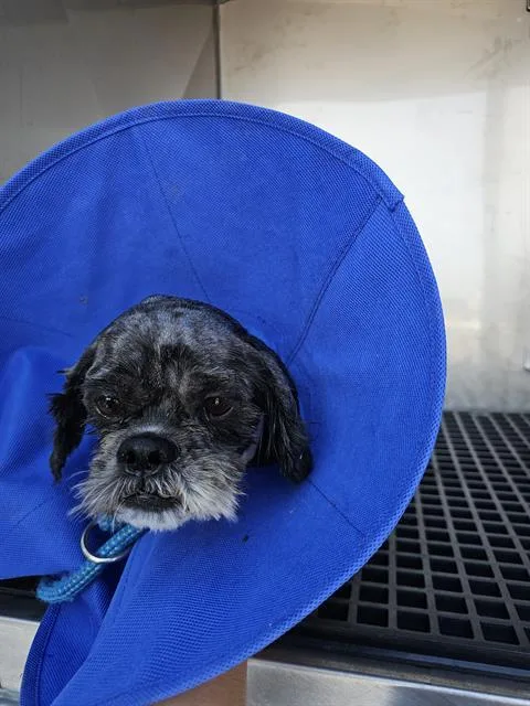 An adult small-sized male Mixed Breed dog named Niko for adoption in Dallas, TX