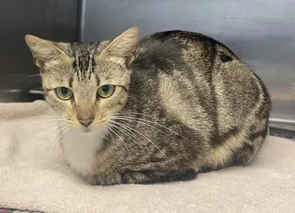 An adult large-sized female Domestic Short Hair cat named Larosa for adoption in Chamblee, GA