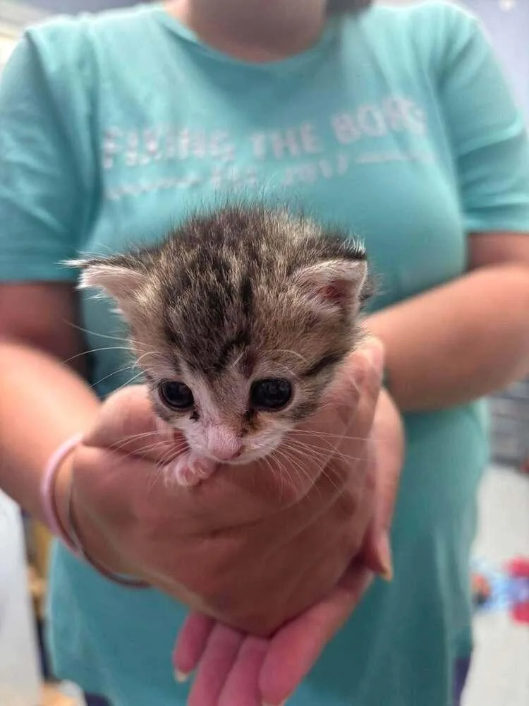 A baby small-sized female Brown / Chocolate Domestic Short Hair cat named Millie for adoption in Statesboro, GA