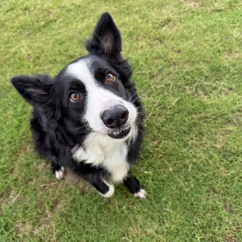 A senior medium-sized female Border Collie dog named Oakley for adoption in Glen Rose, TX
