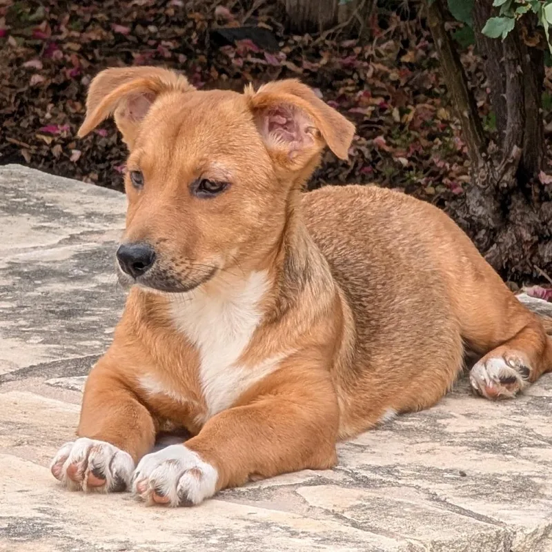 A baby medium-sized female Brown / Chocolate Mixed Breed dog named Carrie for adoption in Leander, TX