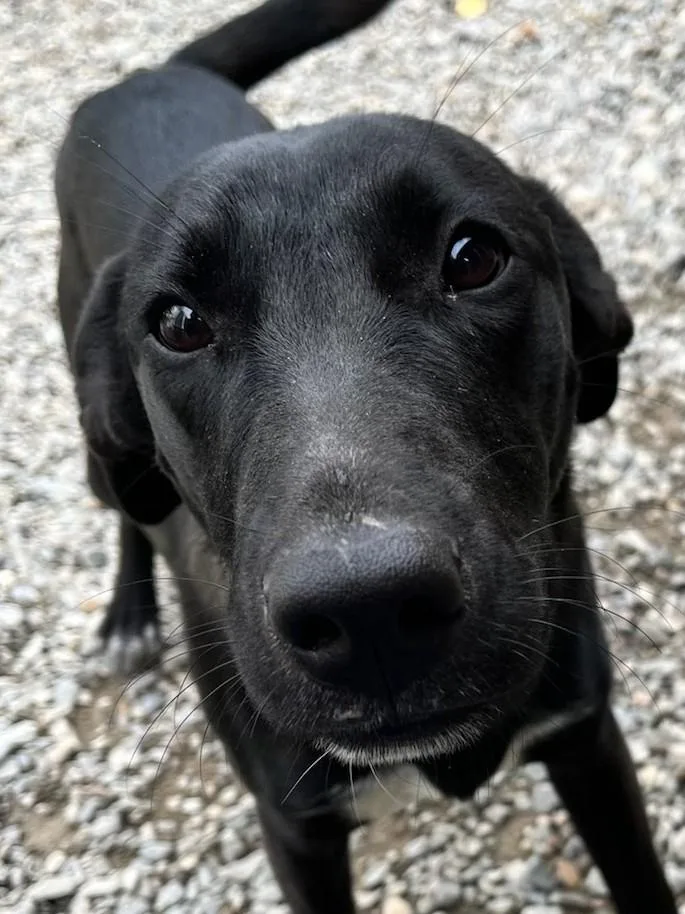 A young medium-sized female Mixed Breed dog named Gyppie for adoption in Kellogg, ID