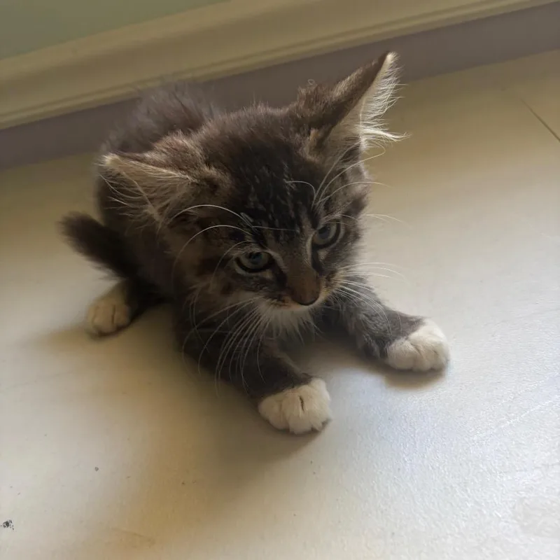 A baby small-sized female Brown / Chocolate Domestic Medium Hair cat named Freya for adoption in Sequatchie, TN