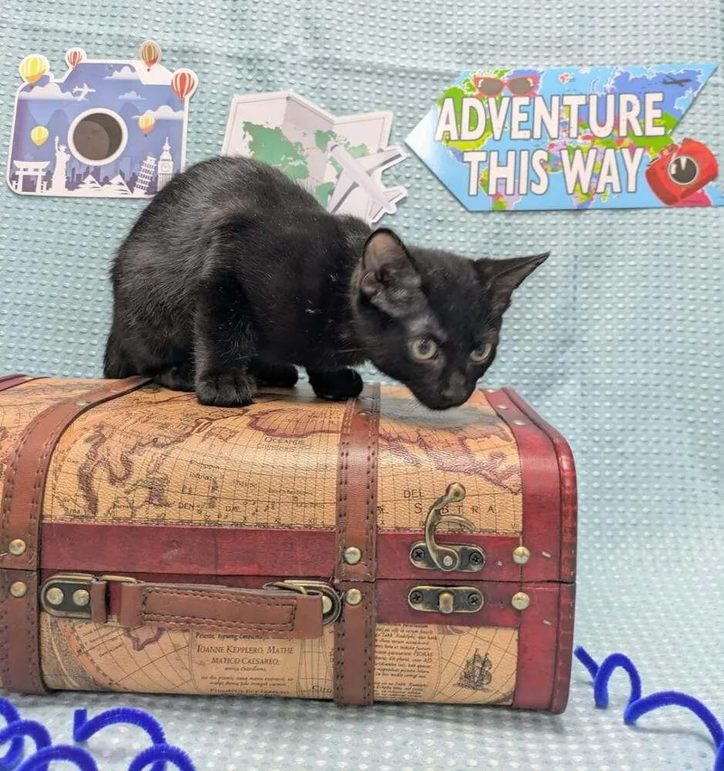 A baby small-sized male Black Domestic Short Hair cat named Sal for adoption in Raleigh, NC