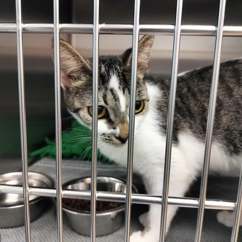 A young medium-sized female White Domestic Short Hair cat named Willow for adoption in Naples, FL