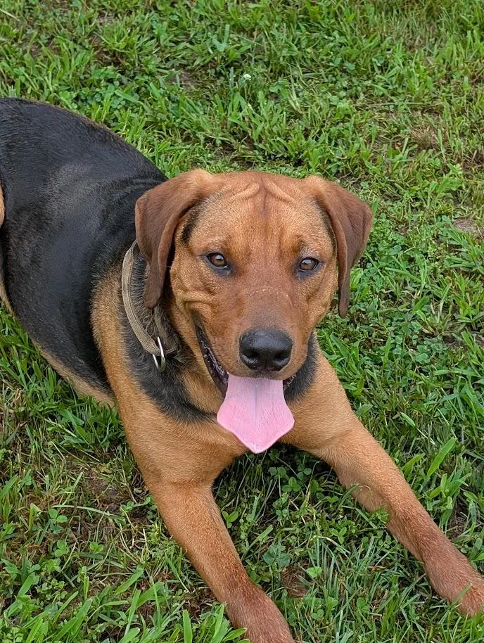 A young large-sized male Red / Chestnut / Orange Coonhound dog named Levi for adoption in Carthage, IL
