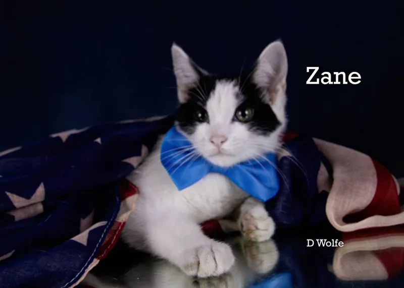 Zane thumbnail 2