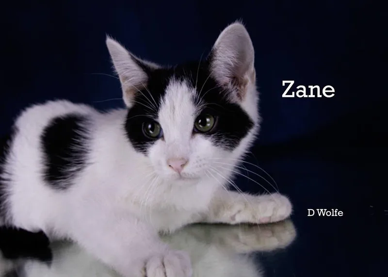Zane thumbnail 3