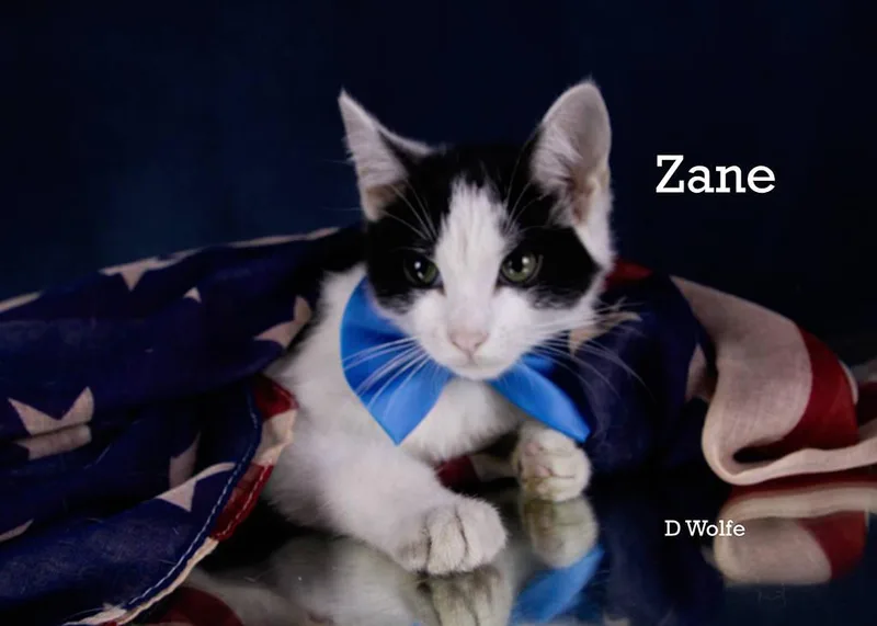 Zane thumbnail 4