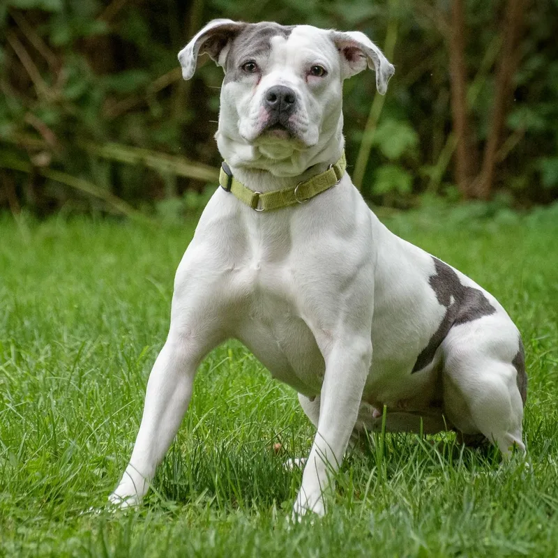 A young medium-sized female White / Cream Pit Bull Terrier dog named Sandy for adoption in Lambertville, NJ