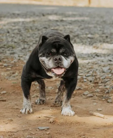 Biscuit