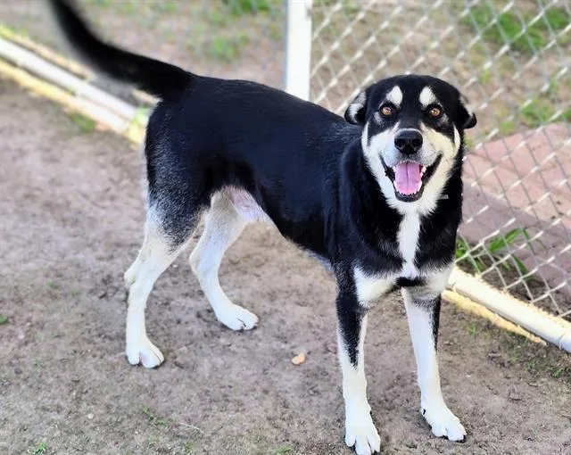 An adult large-sized male German Shepherd Dog dog named Sparrow for adoption in Houston, TX