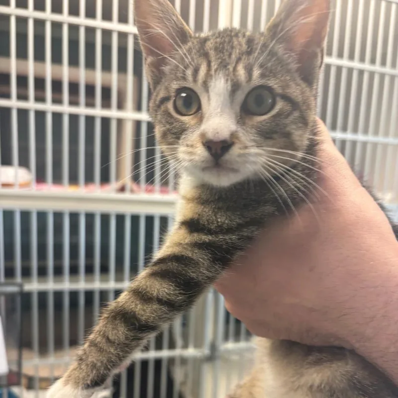 A baby small-sized female Brown / Chocolate Domestic Short Hair cat named Orchid for adoption in East Hanover, NJ
