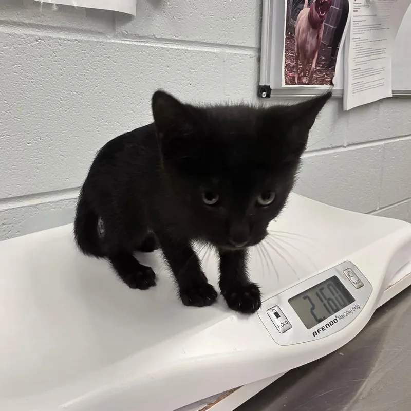 A baby small-sized male Black Domestic Short Hair cat named Pinecone for adoption in Chattanooga, TN