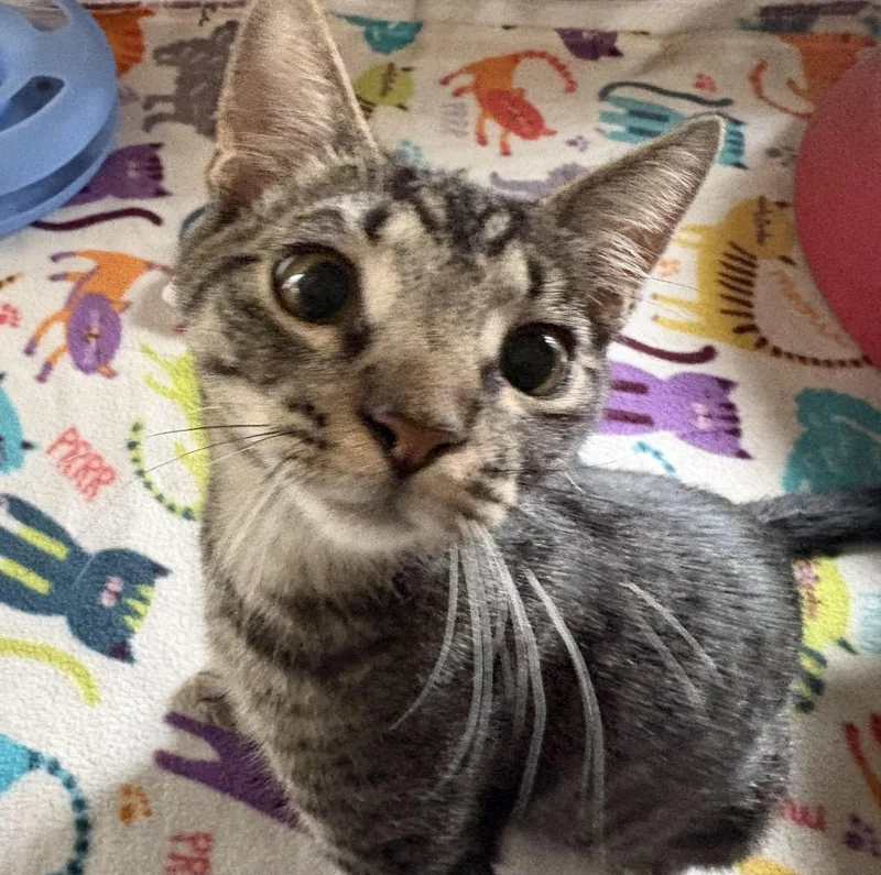A young medium-sized male Tabby (Brown / Chocolate) Domestic Short Hair cat named Marshall Mathers aka Eminem for adoption in Bellmawr, NJ
