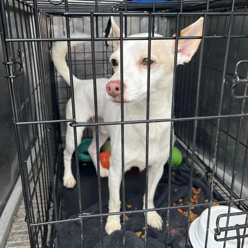 An adult small-sized male Chihuahua dog named Snowball for adoption in Canton, IL