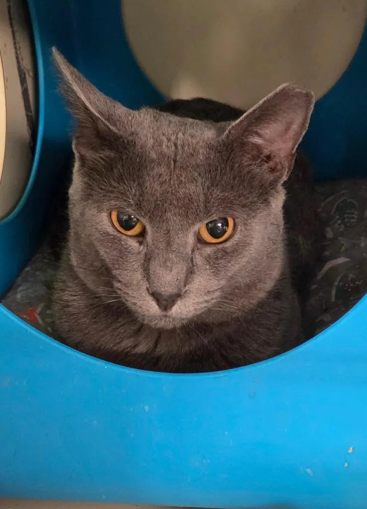 A young medium-sized male Domestic Short Hair cat named FvGrey Ghost for adoption in Windsor, CT