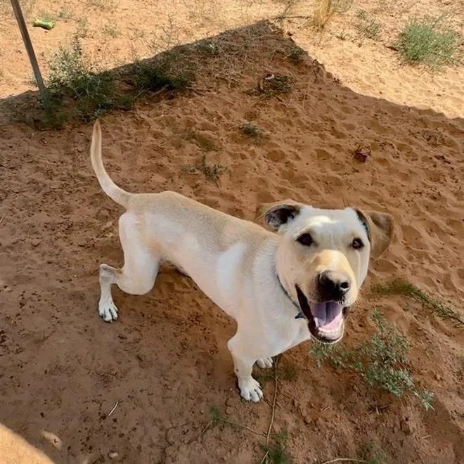 An adult large-sized male Yellow / Tan / Blond / Fawn Labrador Retriever dog named Baja Blast for adoption in Kanab, UT