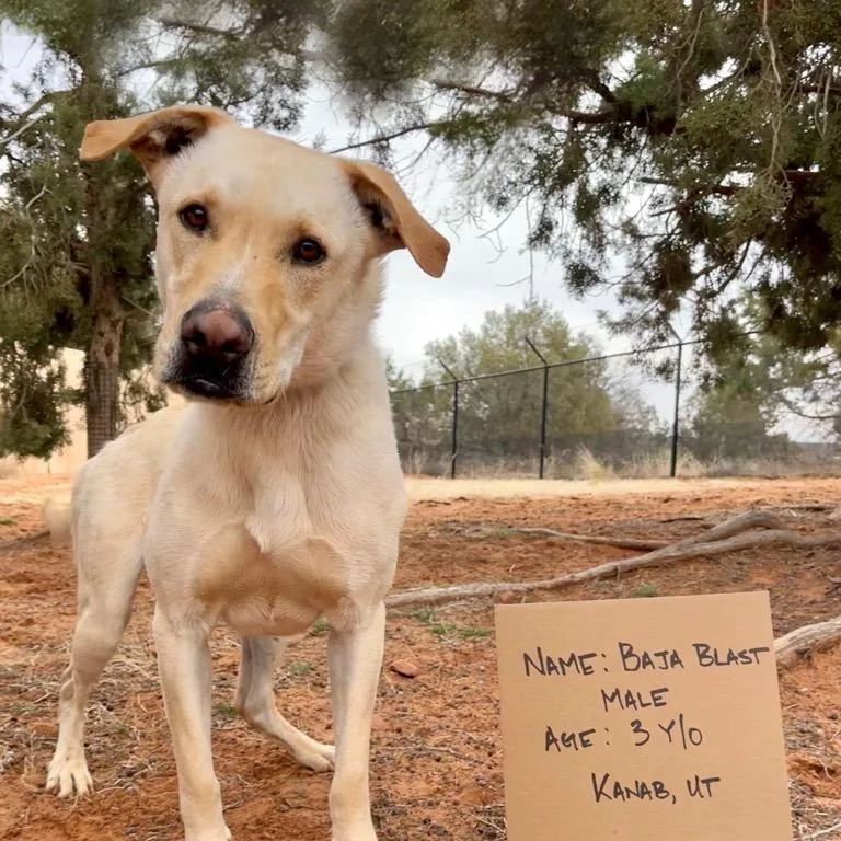 Baja Blast thumbnail 3