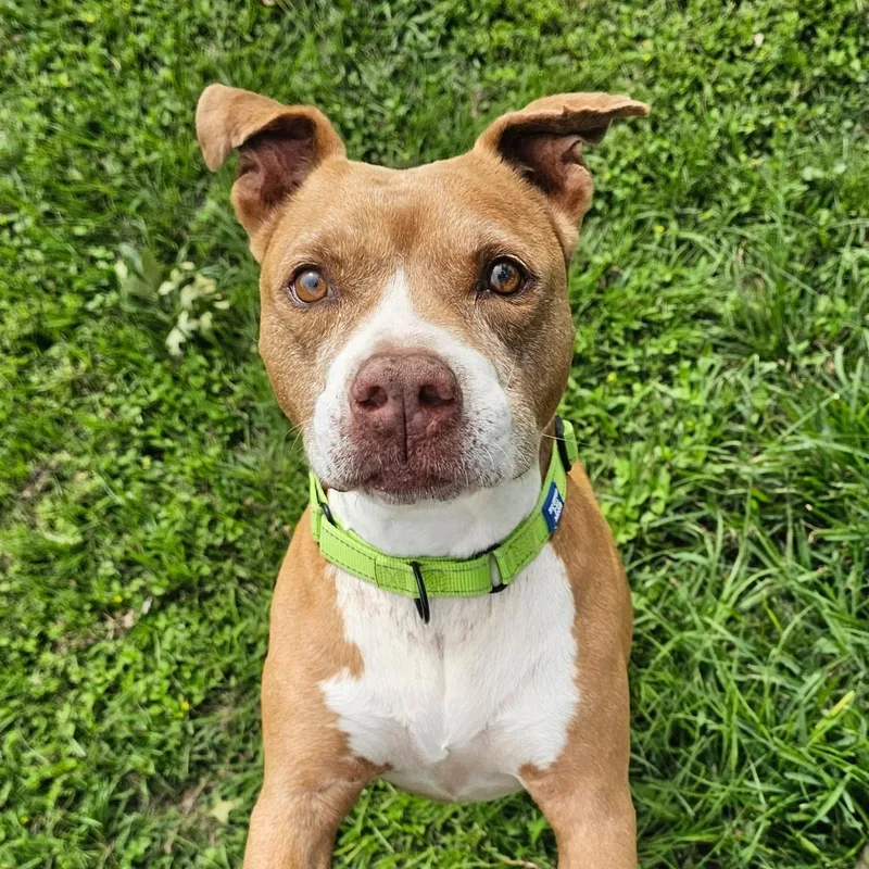A senior medium-sized male Brown / Chocolate American Staffordshire Terrier dog named Jax for adoption in Houston, TX