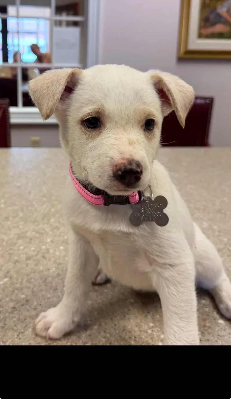A baby medium-sized female Husky dog named Taylor Carly Simon for adoption in Holly Springs, NC