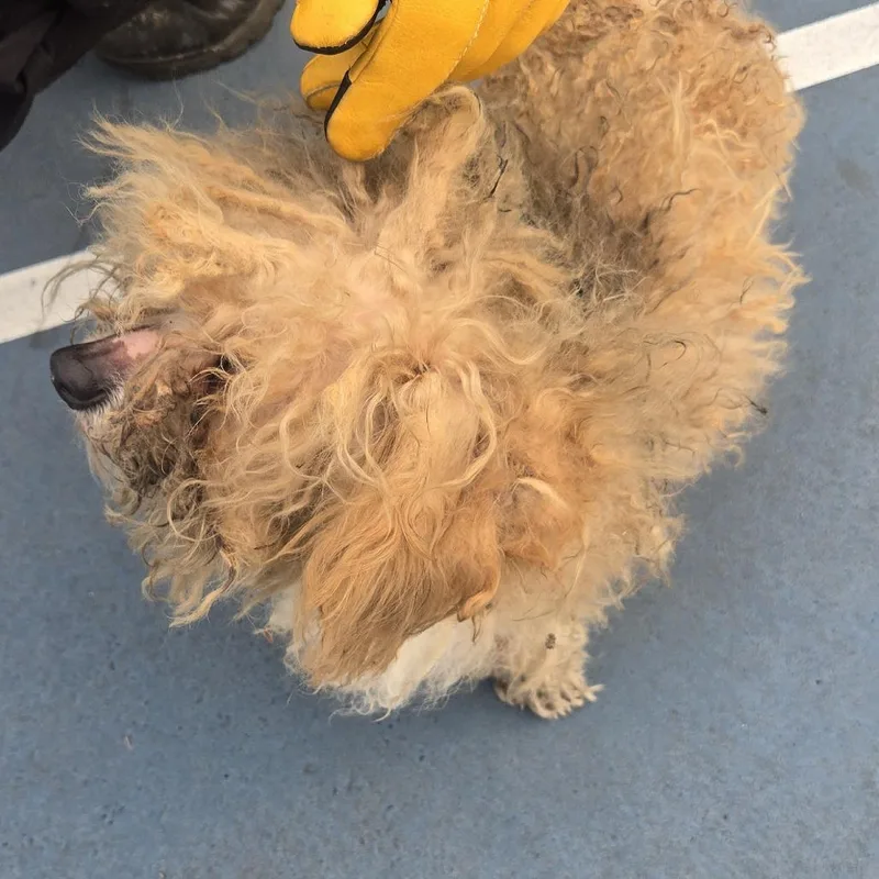 An adult small-sized male Yellow / Tan / Blond / Fawn Mixed Breed dog named Dude Bro for adoption in West Chester, PA