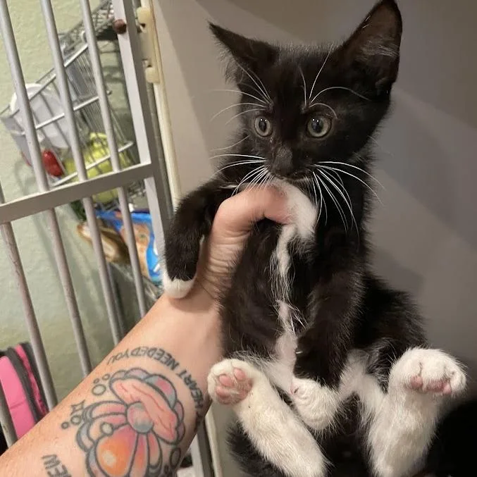 A baby small-sized female Black Domestic Short Hair cat named Trinity for adoption in Port Charlotte, FL