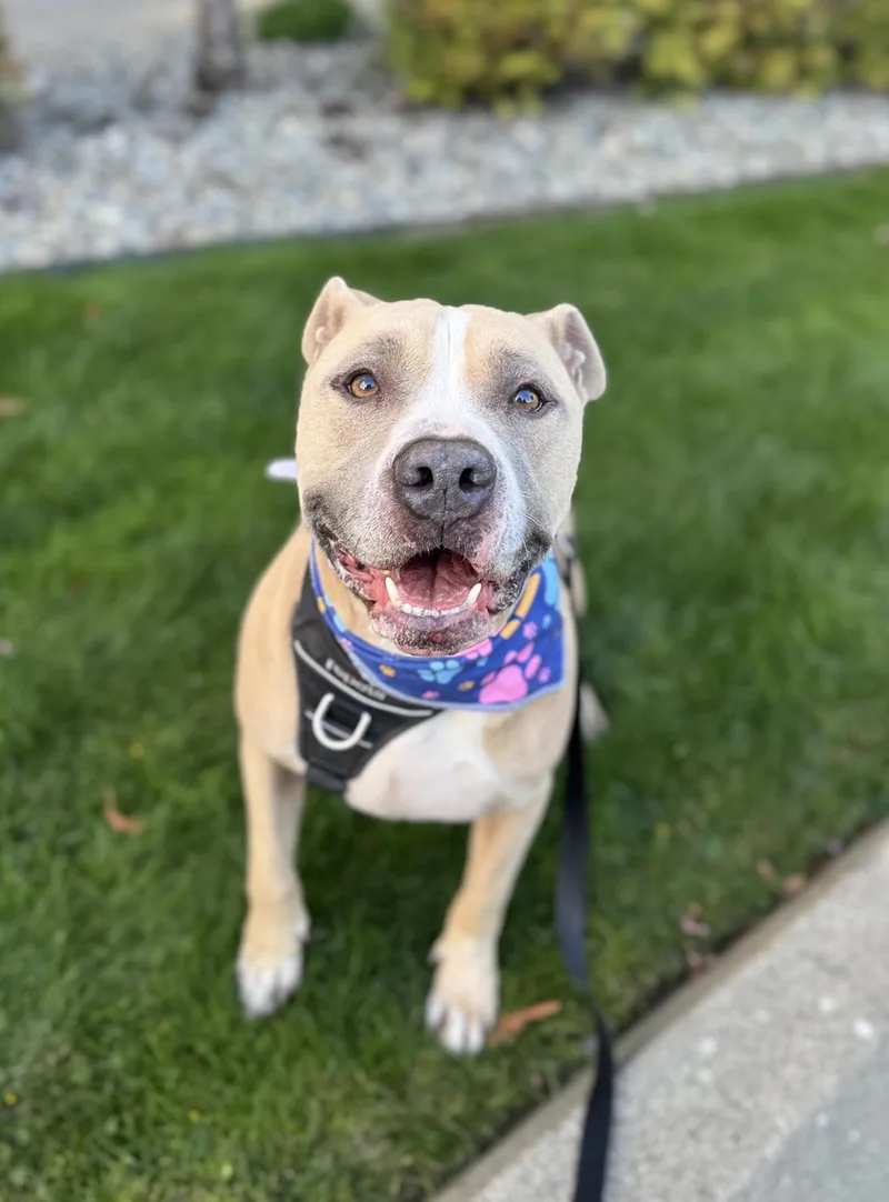 An adult medium-sized male Pit Bull Terrier dog named Boogie for adoption in lynnwood , WA