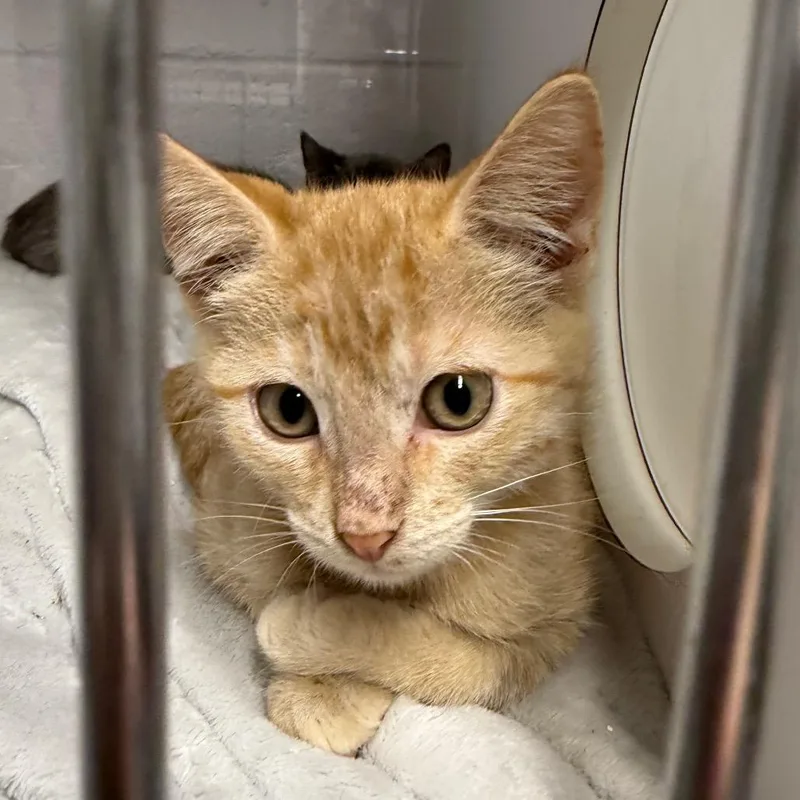 A baby small-sized male Domestic Short Hair cat named Helios F for adoption in Oklahoma City, OK