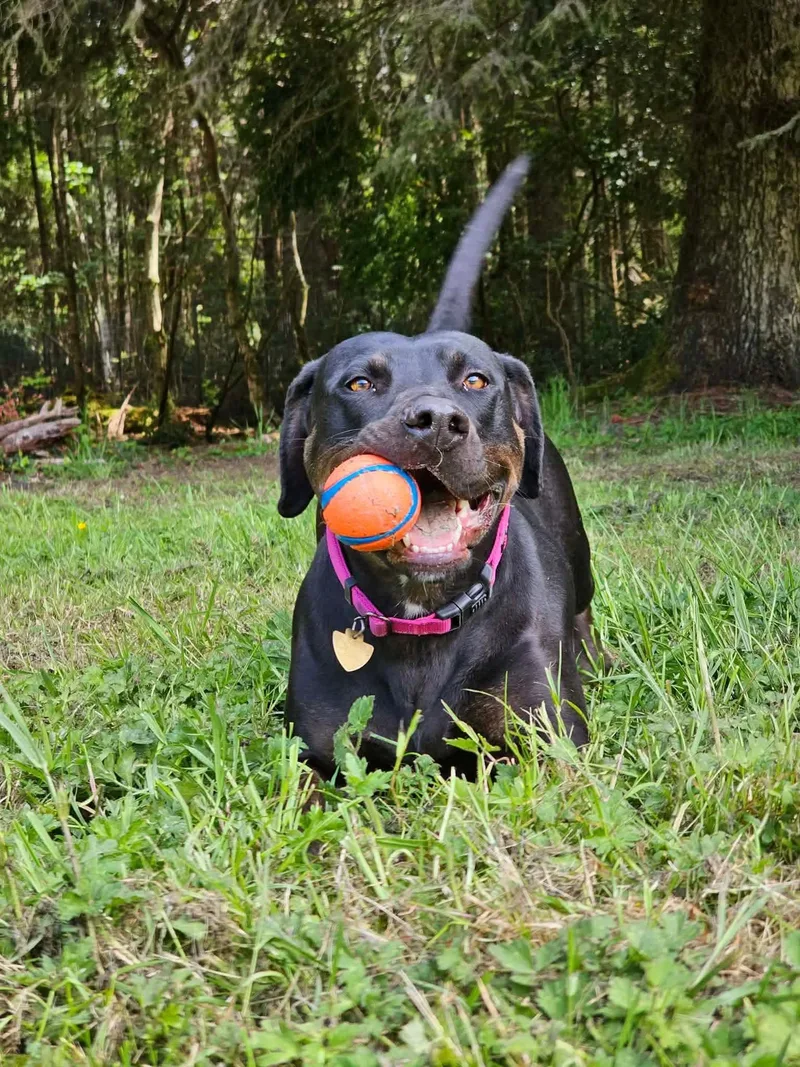 A young large-sized female Doberman Pinscher dog named Mia for adoption in Battle Ground, WA