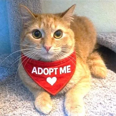 A baby large-sized male Orange / Red Bengal cat named Remarkable Russell! for adoption in Danbury, CT