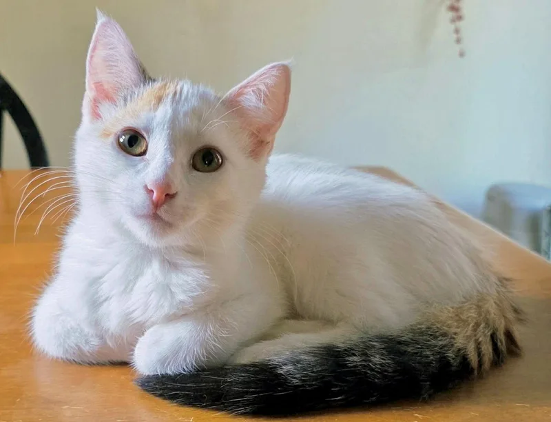 A baby small-sized female Domestic Short Hair cat named Aruba for adoption in Forest Lake, MN