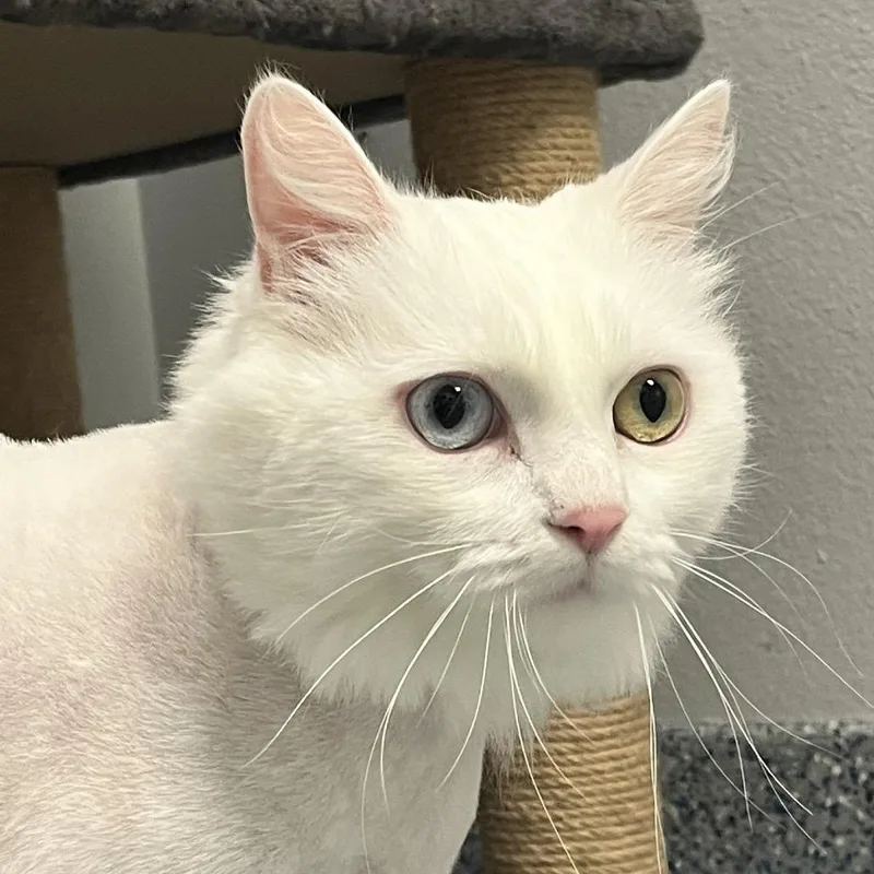 Pita