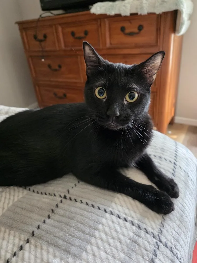 An adult small-sized female Domestic Short Hair cat named Abaracabra for adoption in Dallas, TX
