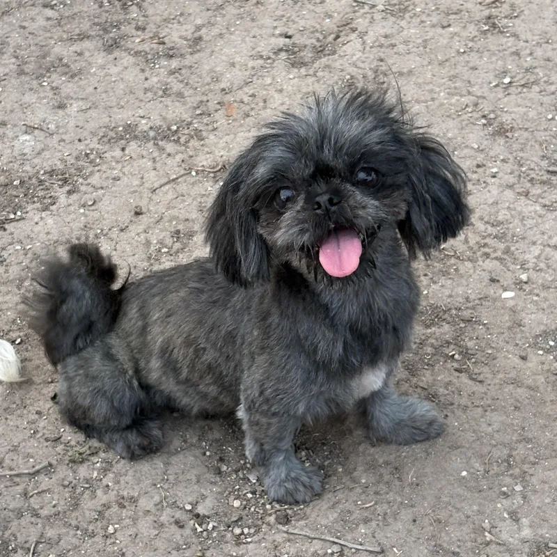 A young small-sized female Black Shih Tzu dog named Raven for adoption in Mcallen, TX