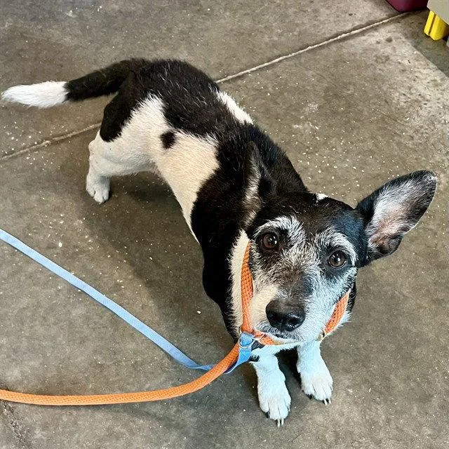 A senior medium-sized female Wire Fox Terrier dog named Grandma for adoption in Tavares, FL