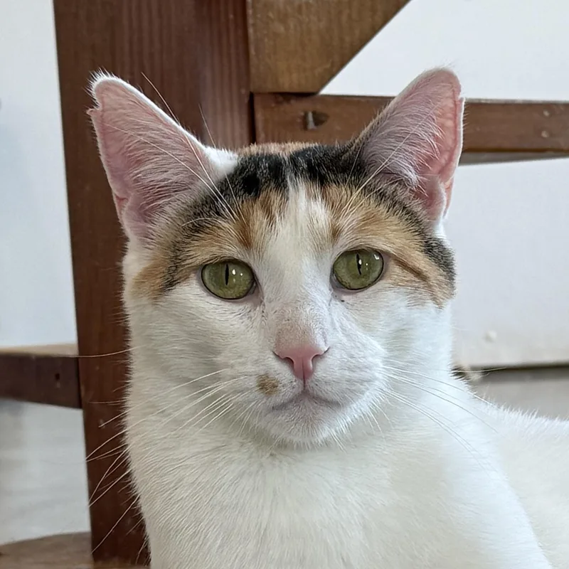 An adult medium-sized female Domestic Short Hair cat named Crinkle for adoption in Auburn, NE