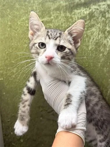 A baby small-sized male Domestic Short Hair cat named Sock for adoption in Riverside, CA