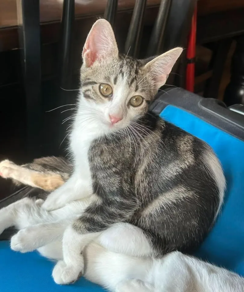 A baby small-sized male Domestic Short Hair cat named London for adoption in Magnolia, TX