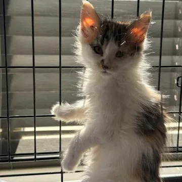 A baby medium-sized male Domestic Medium Hair cat named Leonard for adoption in Minneapolis, MN