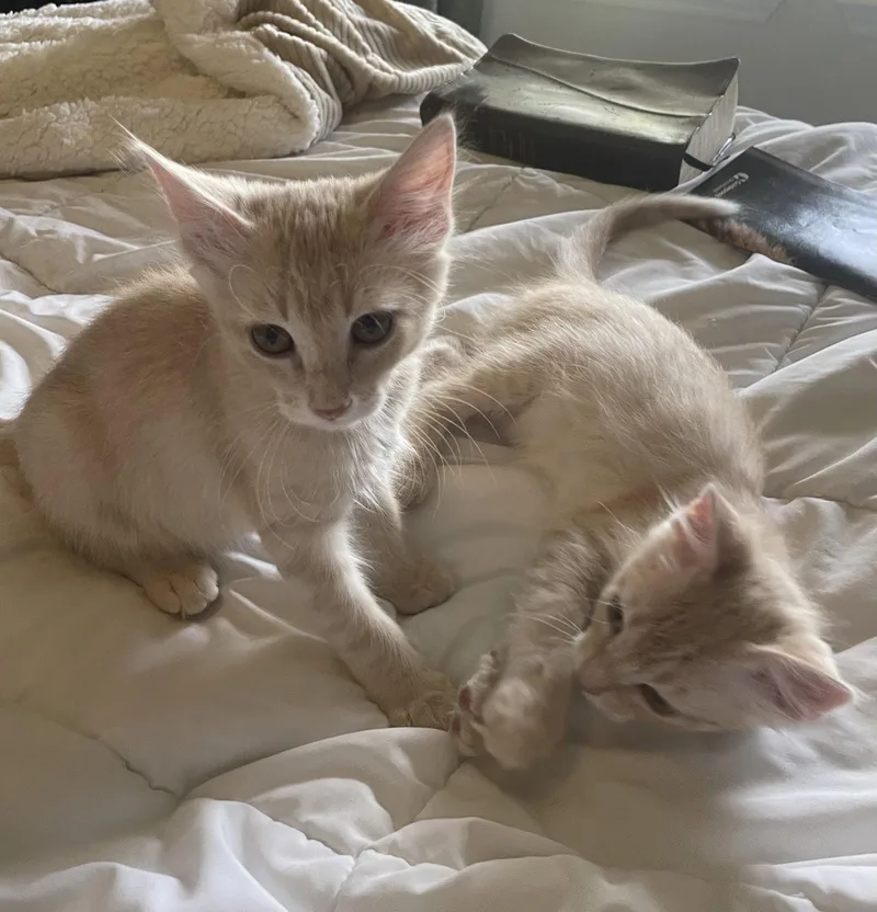 A baby medium-sized female Buff / Tan / Fawn Domestic Short Hair cat named Silas for adoption in Stover, MO