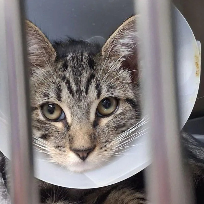 A young medium-sized male Gray / Blue / Silver Domestic Short Hair cat named Mayhem for adoption in Lake Havasu City, AZ