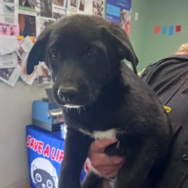 A baby small-sized female Shepherd dog named Phoebe for adoption in Los Angeles, CA