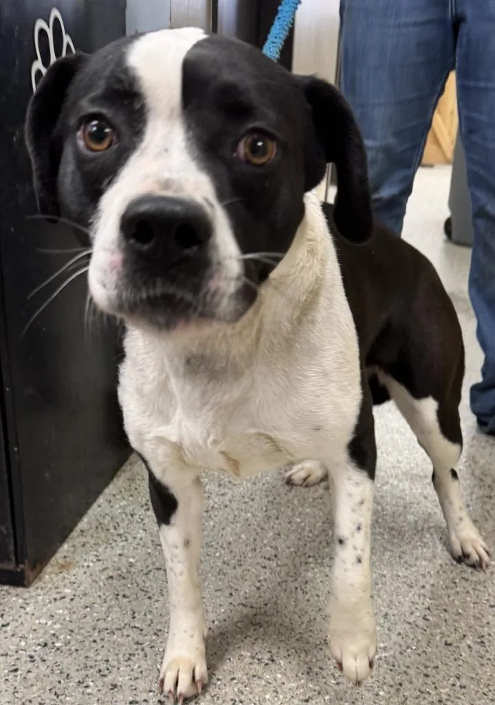 An adult medium-sized female Hound dog named Oasis for adoption in Saint Clairsville, OH