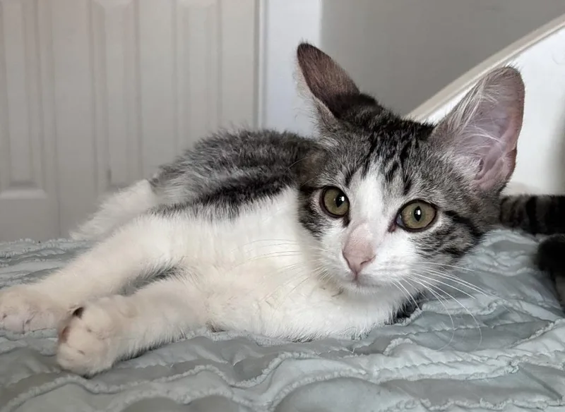 A baby large-sized female Domestic Short Hair cat named Muffin for adoption in San Jacinto, CA