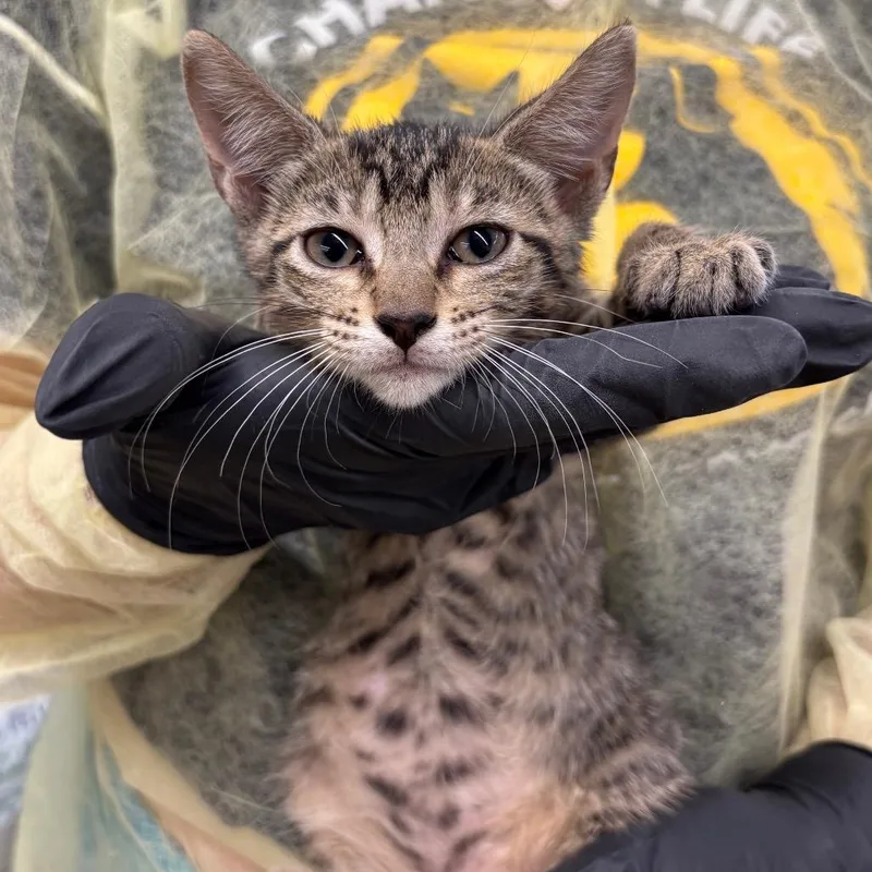 A baby small-sized female Brown / Chocolate Domestic Short Hair cat named Alaska for adoption in West Palm Beach, FL