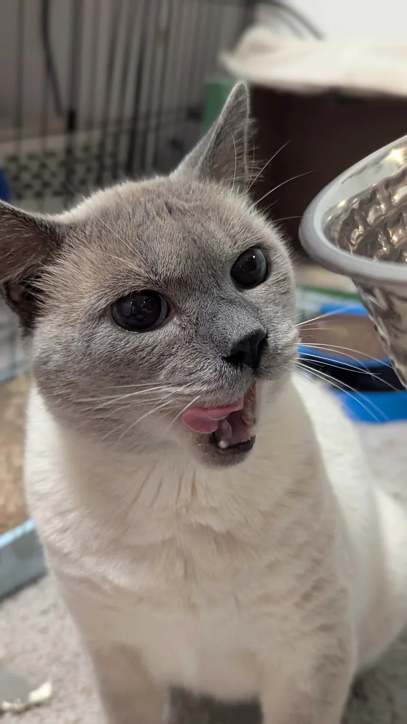 An adult large-sized male Blue Point Domestic Short Hair cat named QBert for adoption in Seattle, WA